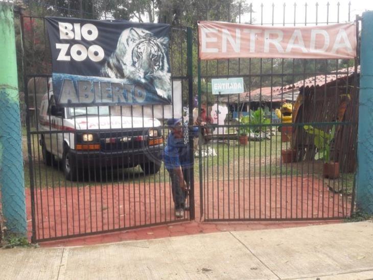 Tigre nacido en Bio Zoo de Córdoba se llamará Covid