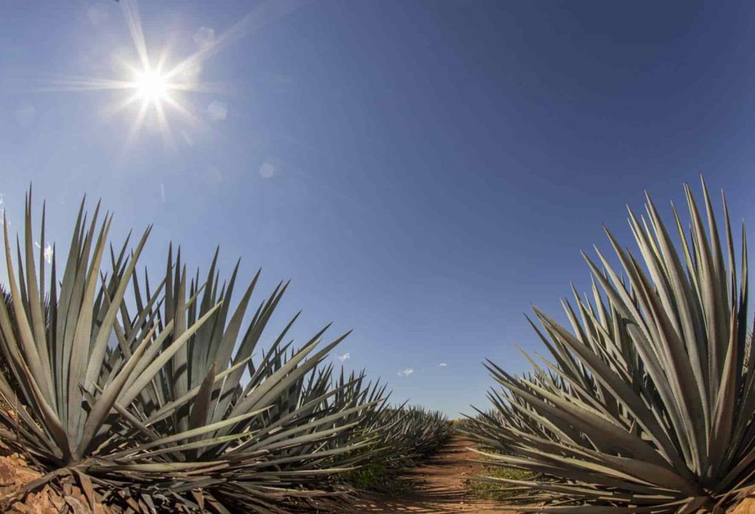 México continuara exportación de tequila pese a contingencia