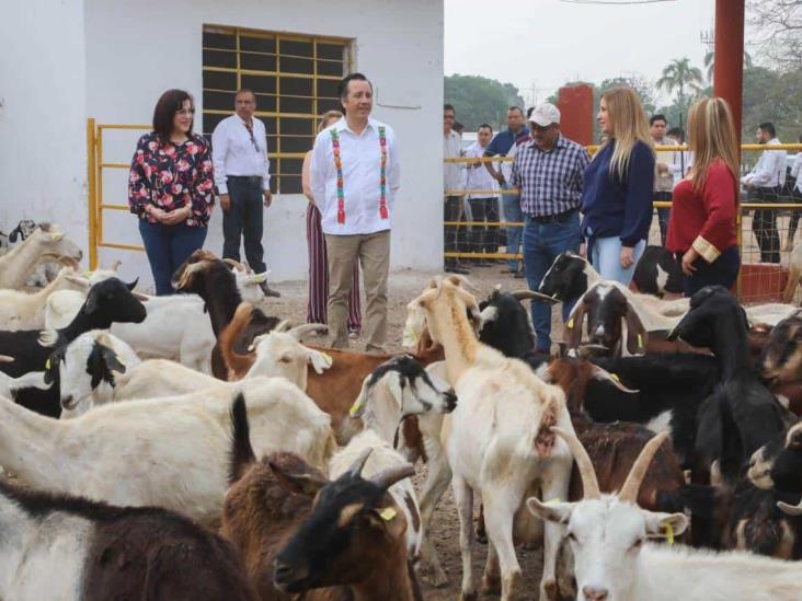 Entrega CGJ cabras para pie de cría y autosustento a familias de 11 municipios