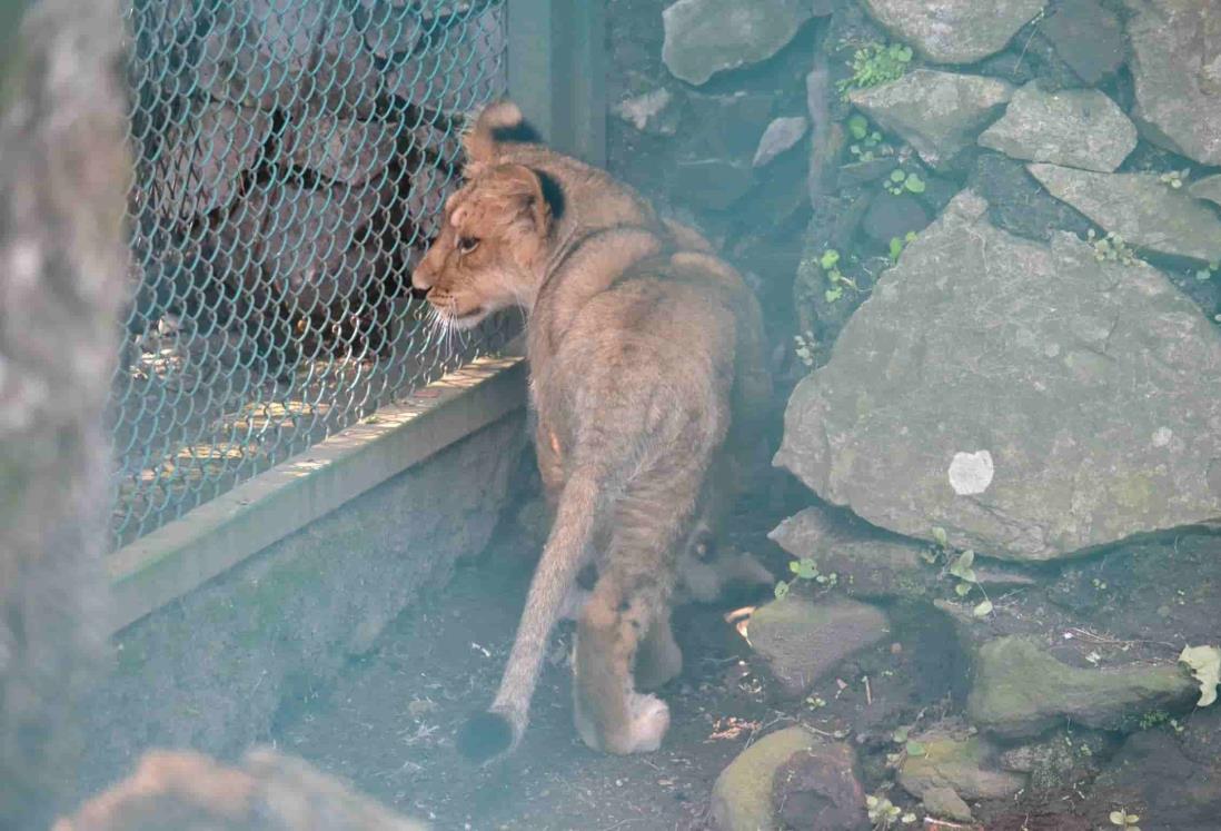 Reforzará Semarnat bioseguridad en UMAs por casos de COVID-19 en fauna