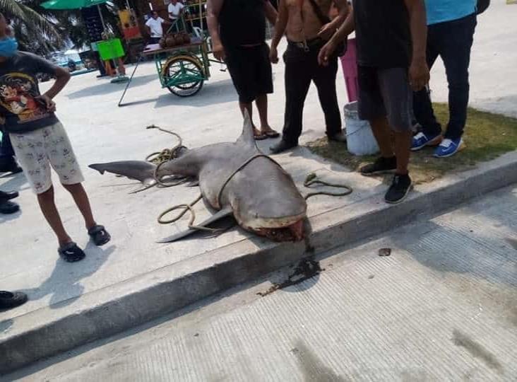 Sacan tiburón de dos metros en playas de Villa del Mar