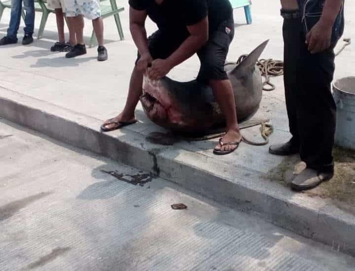 Sacan tiburón de dos metros en playas de Villa del Mar