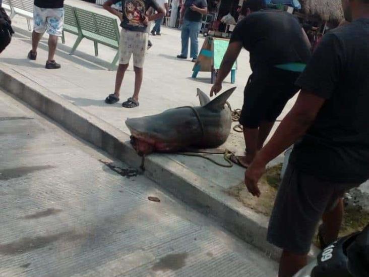 Sacan tiburón de dos metros en playas de Villa del Mar