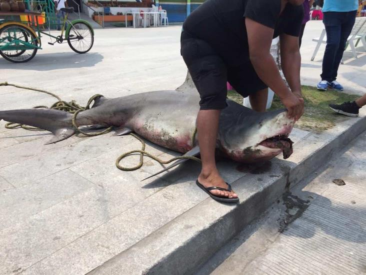 Sacan tiburón de dos metros en playas de Villa del Mar