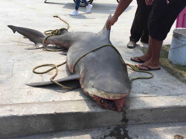 Sacan tiburón de dos metros en playas de Villa del Mar