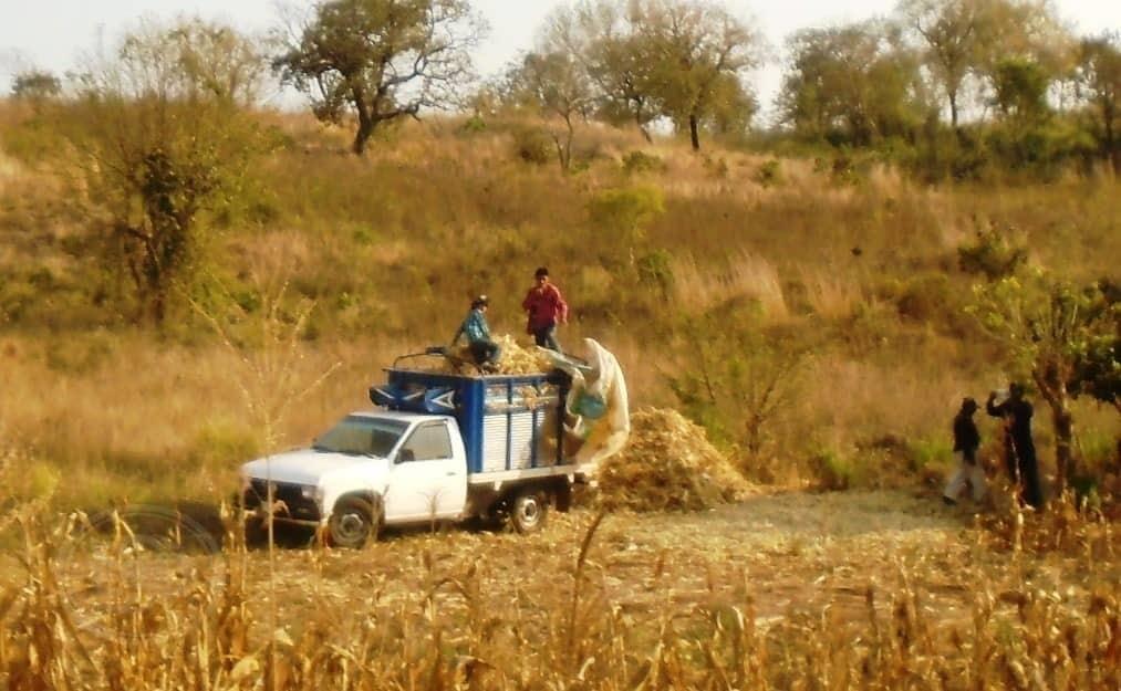 Semarnat prohibirá uso del glifosato presente en el maíz y en herbicidas 