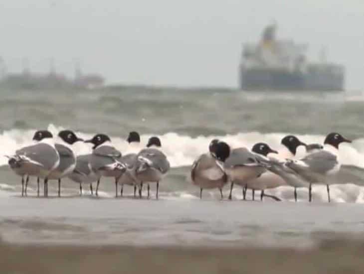 Crece avistamiento de especies marinas en playas de Veracruz