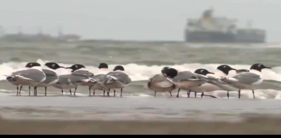 Crece avistamiento de especies marinas en playas de Veracruz