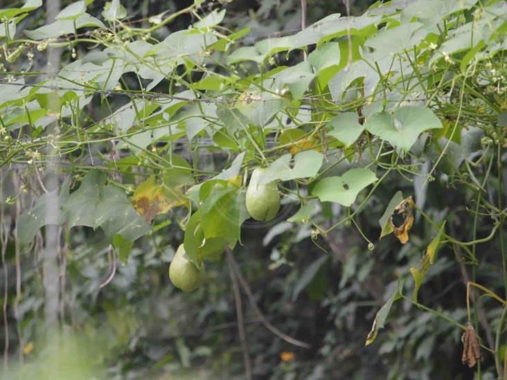 Veracruz, primer lugar en producción de chayote en el país