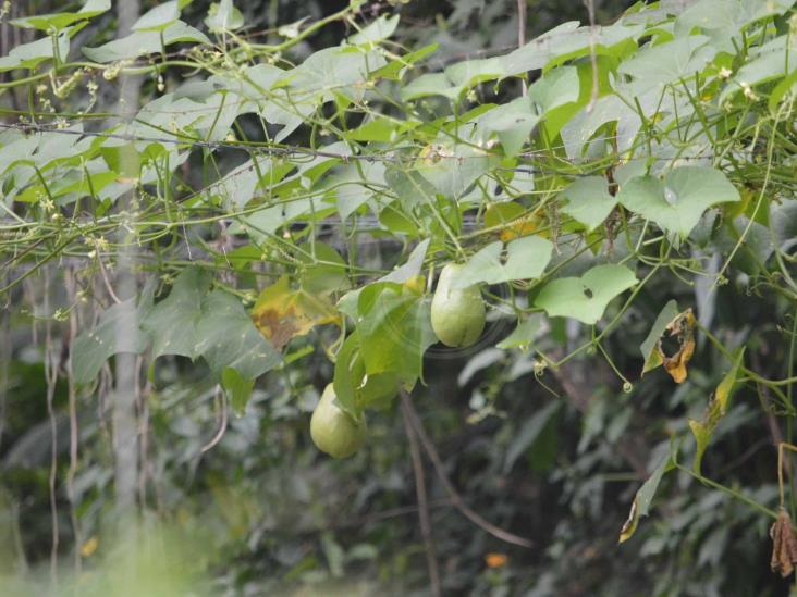 Clima extremo dificulta producción de chayote, afirman