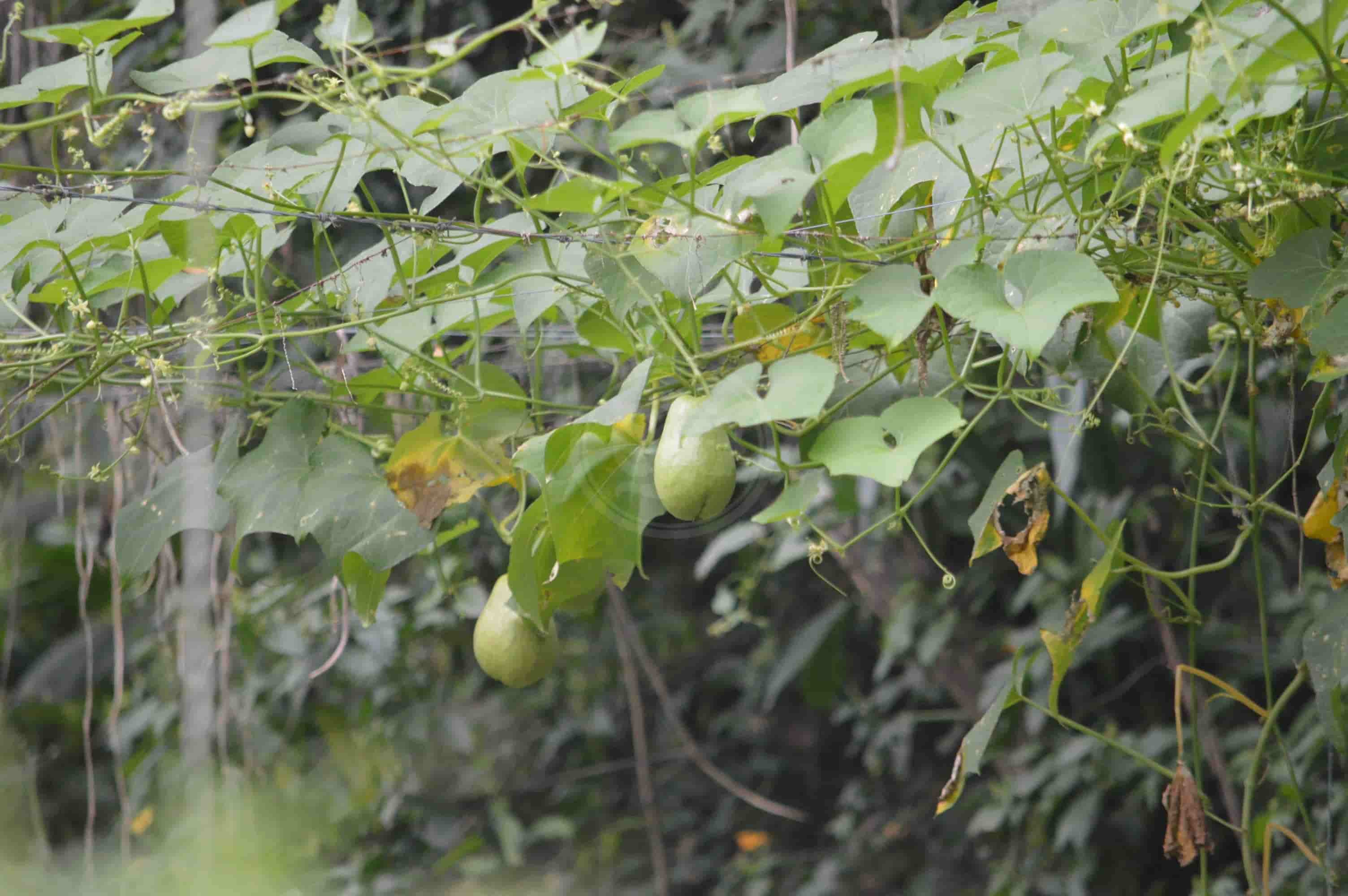 Veracruz, primer lugar en producción de chayote en el país