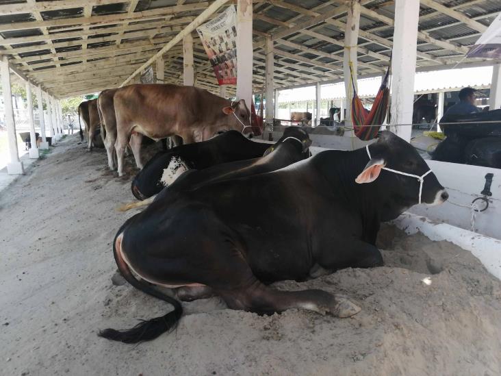 Pega falta de agua a hato ganadero  en norte de Veracruz