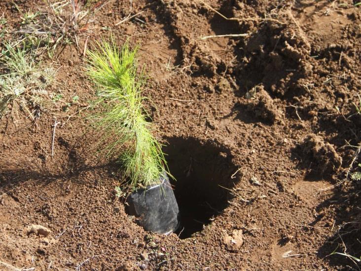 En el Pico de Orizaba hasta pinos recién sembrados han robado