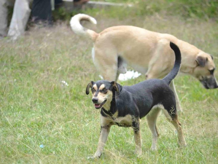 Ayuntamiento de Orizaba impide campaña de esterilización canina