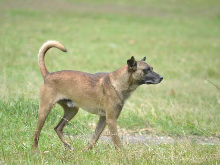 Piden ayuda para perros rescatados en Orizaba