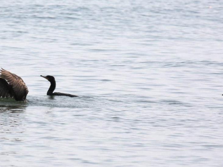 Naturaleza retoma territorio en Coatzacoalcos ante contingencia