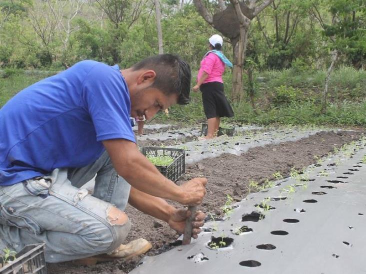 Roban al norte de Veracruz hasta 4 toneladas de vainilla