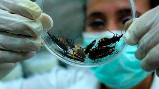 Alertan en aumento enfermedad de Chagas