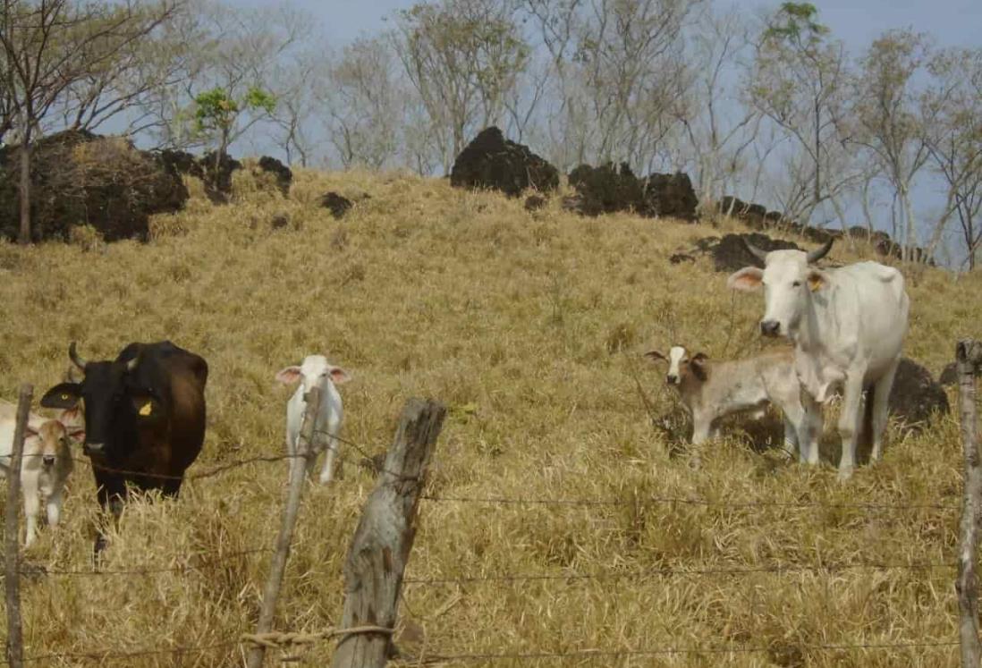 Hato ganadero con grandes pérdidas por derrengue  y carbonosa en Soteapan