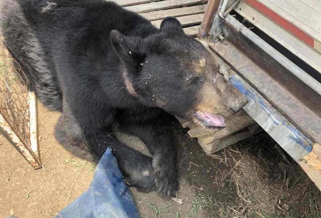 En Oaxaca, trasladan a tigre y oso por presunto maltrato animal