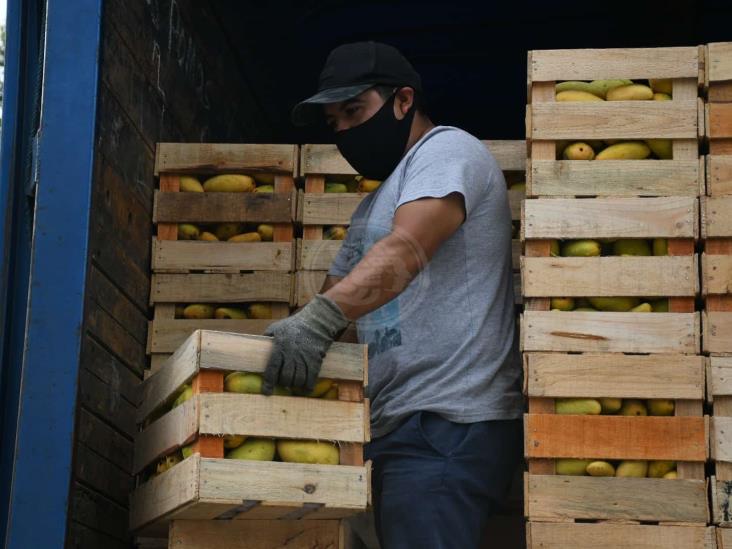 Pandemia pega a productores de mango de Veracruz