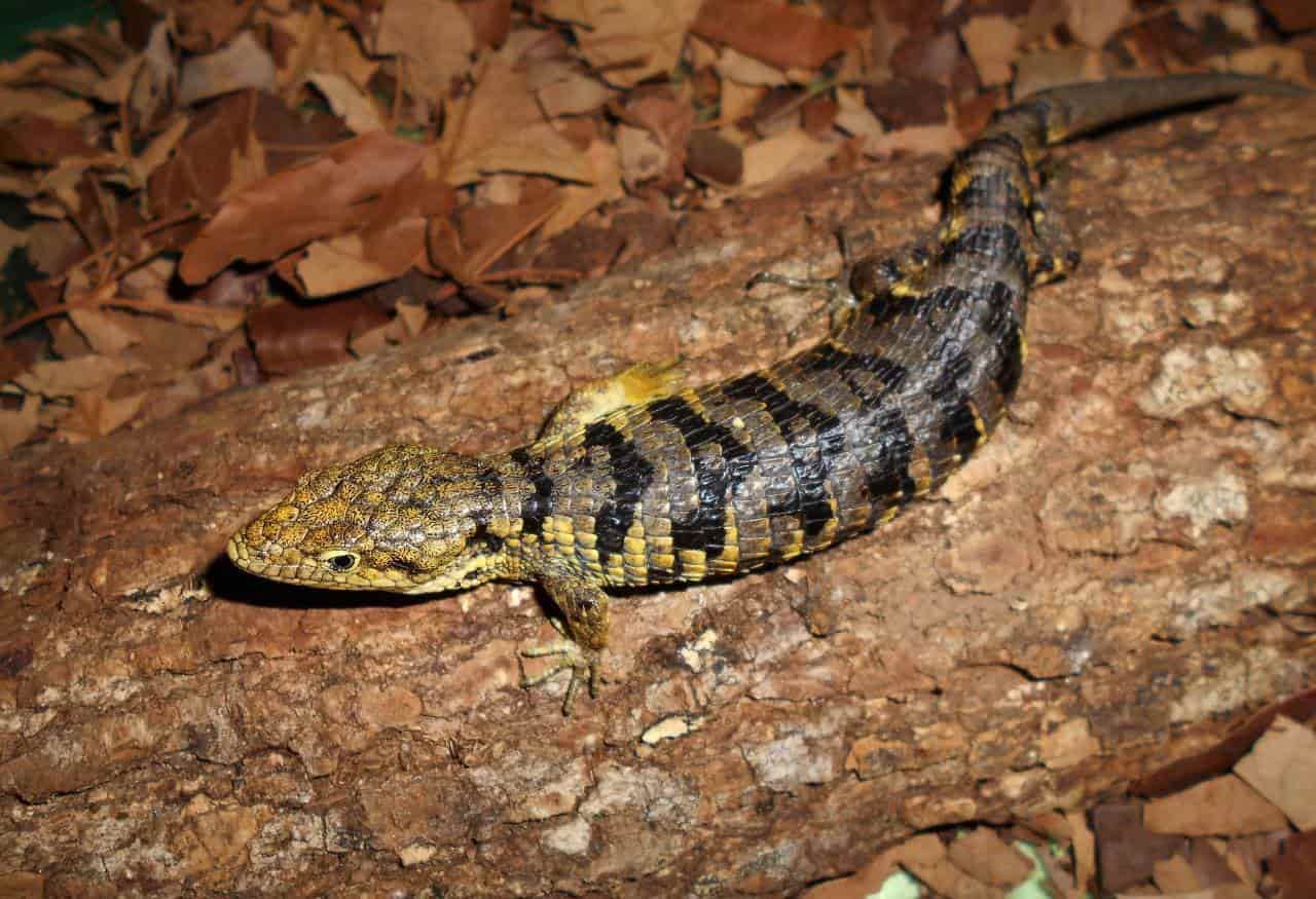 Nacen 4 crías de lagarto escorpión, especie nativa de Zongolica