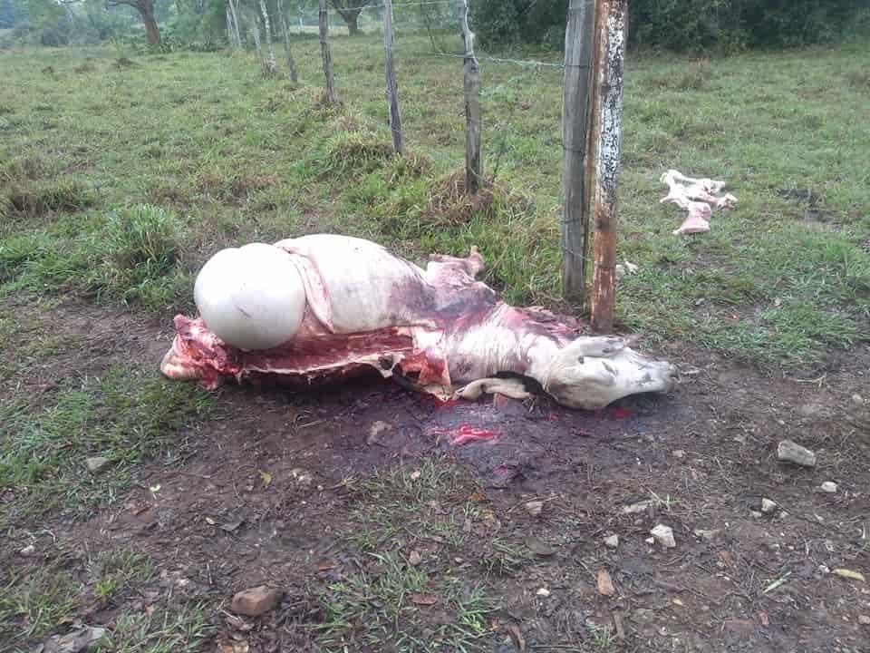 Carne de ganado robado se comercializa en límites de Veracruz y Tabasco