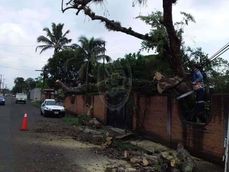 Por lluvias, reportan caída de rocas en carretera de Córdoba