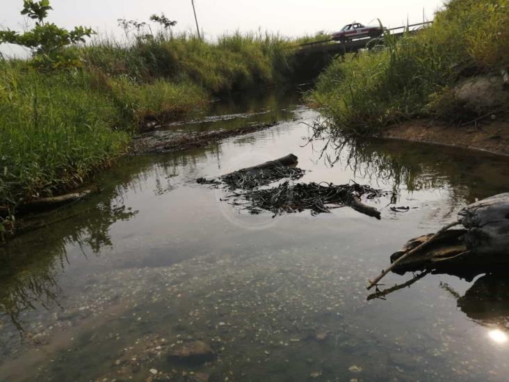 Observan lirio cubierto de crudo en el río Coatzacoalcos