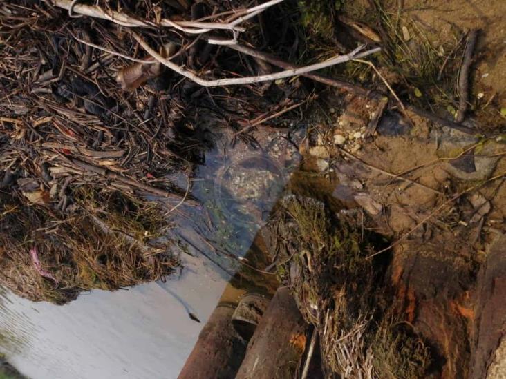 Observan lirio cubierto de crudo en el río Coatzacoalcos