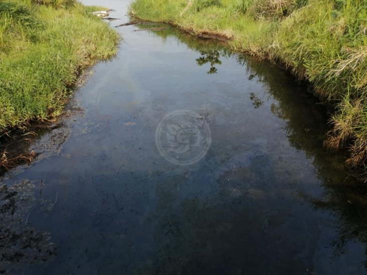 Observan lirio cubierto de crudo en el río Coatzacoalcos