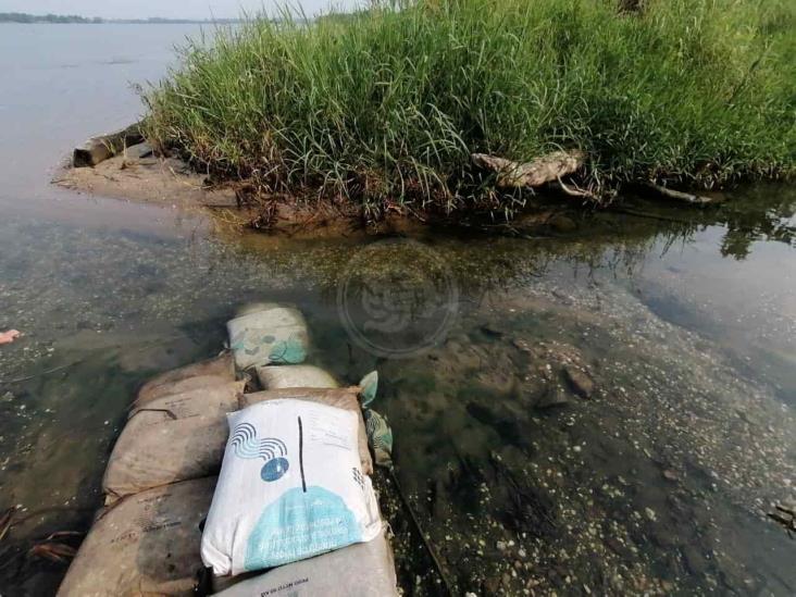 Observan lirio cubierto de crudo en el río Coatzacoalcos