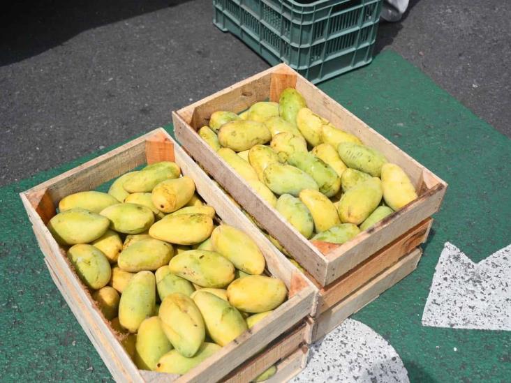 Productores descartan que mango sea desplazado por malanga