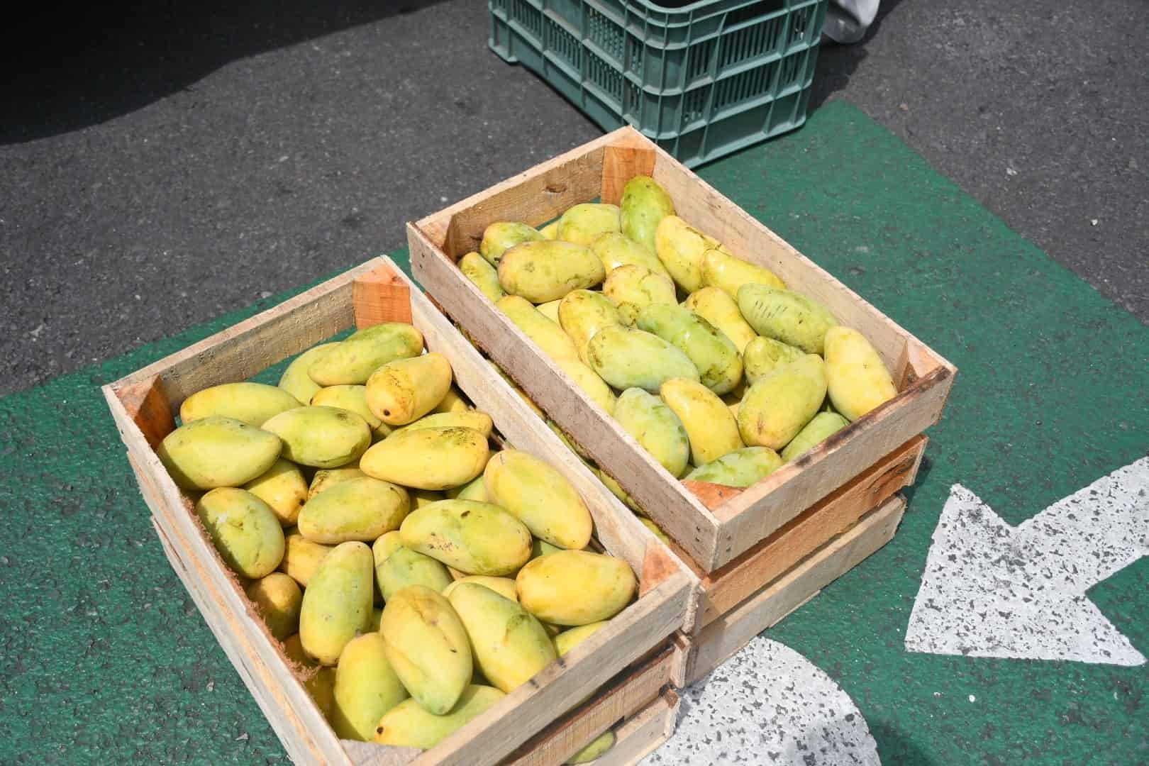 Productores descartan que mango sea desplazado por malanga