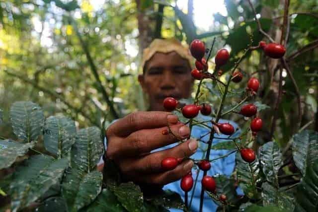 Indígenas tratan el Covid-19 con plantas medicinales en el Amazonas