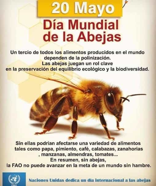 Abejas, amenazadas por agrotóxicos, transgénicos, deforestación e incendios