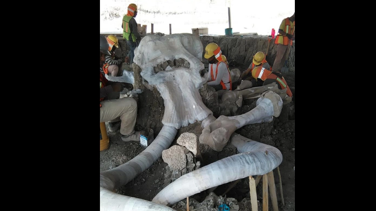 Hallan restos de mamuts en obras del Aeropuerto de Santa Lucía