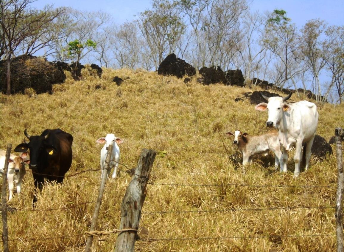 Al borde de la quiebra, más de 300 ganaderos en Cosoleacaque