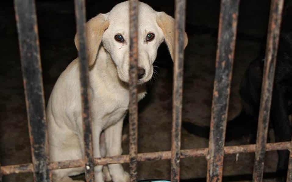 Rescatan a canino de maltrato animal en colonia Reserva 4