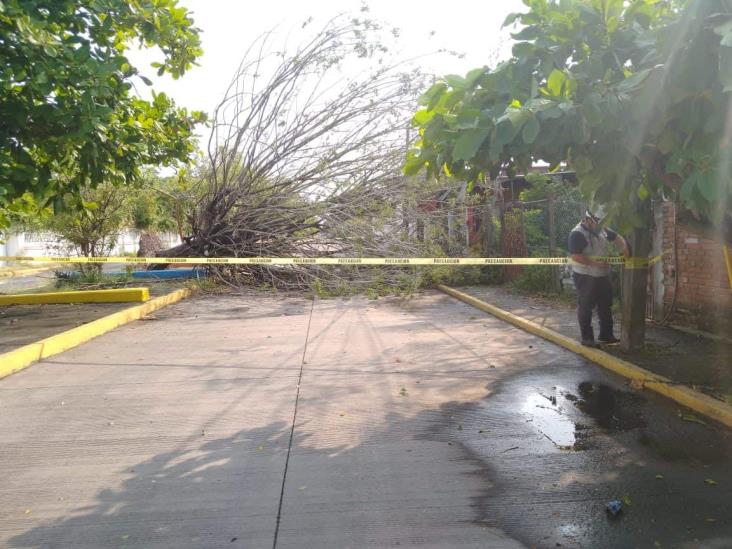 Caen árboles, techos y barda por turbonada en Poza Rica