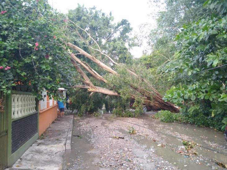 Caen árboles, techos y barda por turbonada en Poza Rica