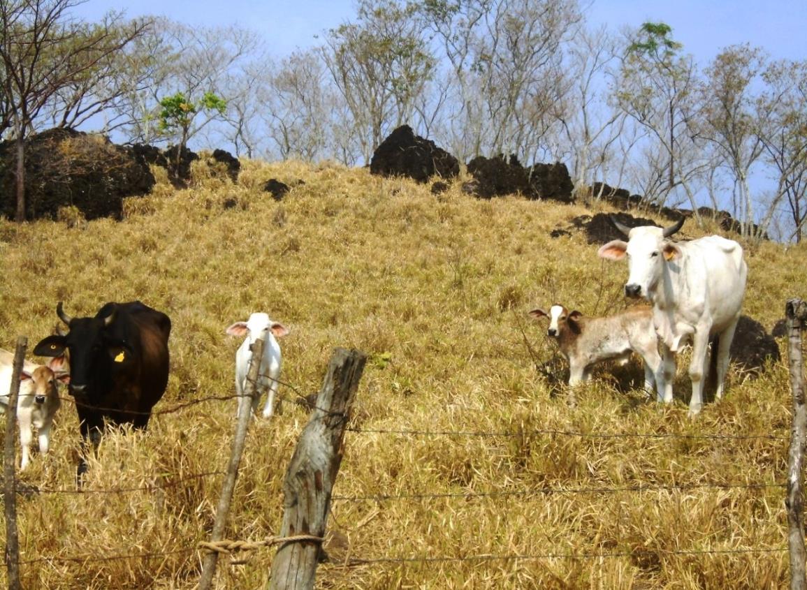 Lanzan convocatoria para verificar sanidad animal en Veracruz