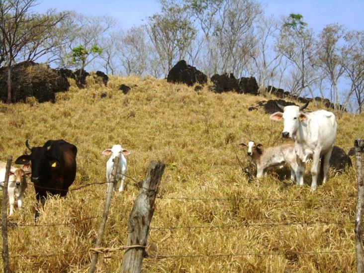 Lanzan convocatoria para verificar sanidad animal en Veracruz