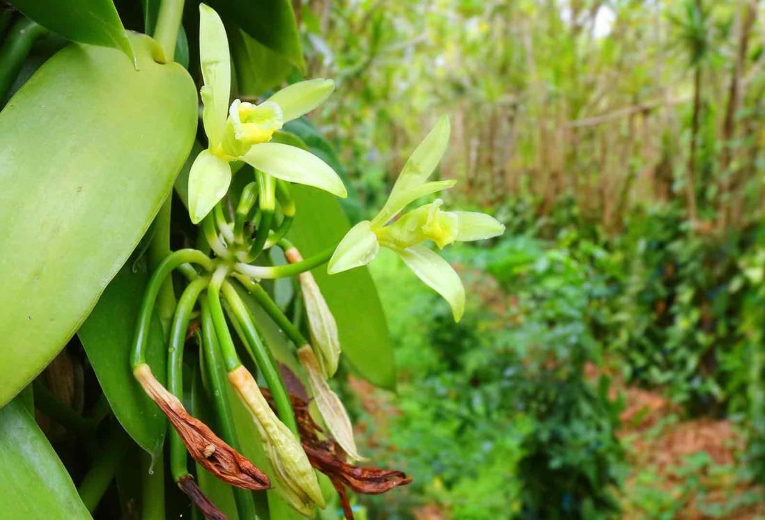 Vainilla veracruzana, tesoro puesto en jaque por Madagascar, crimen y calor