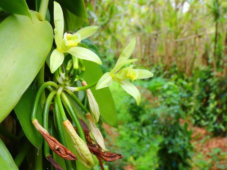 Vainilla veracruzana, tesoro puesto en jaque por Madagascar, crimen y calor