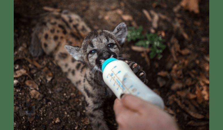 Pandemia y Cuarentena, los dos pumas nacidos en zoológico de Veracruz