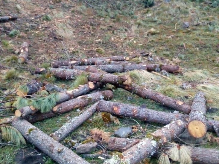 Desde Puebla, talamontes llegan a deforestar Calcahualco, denuncian