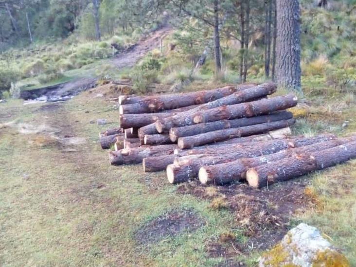 Desde Puebla, talamontes llegan a deforestar Calcahualco, denuncian