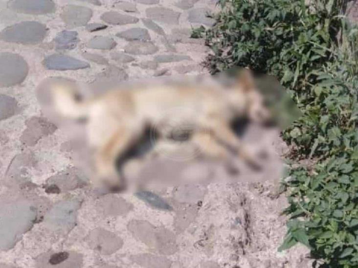 Maltrato animal, imparable en Veracruz: envenenan a 20 perros en Coscomatepec