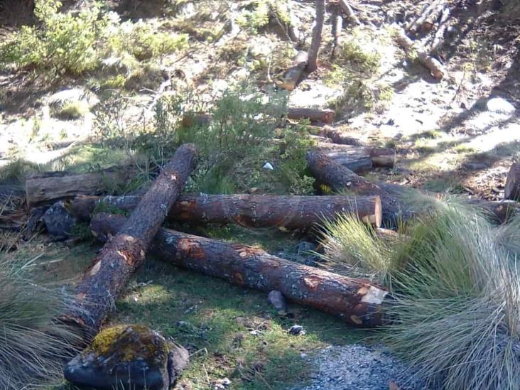 Latente, conflicto por taladores de Puebla que depredan Veracruz